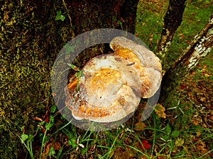 Ganoderma applanatum ArtistÃ¢â¬â¢s Conk photo